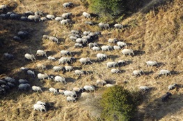 Massive Wildlife Survey in Tanzania Points to Elephant Recovery  In Key Landscape
